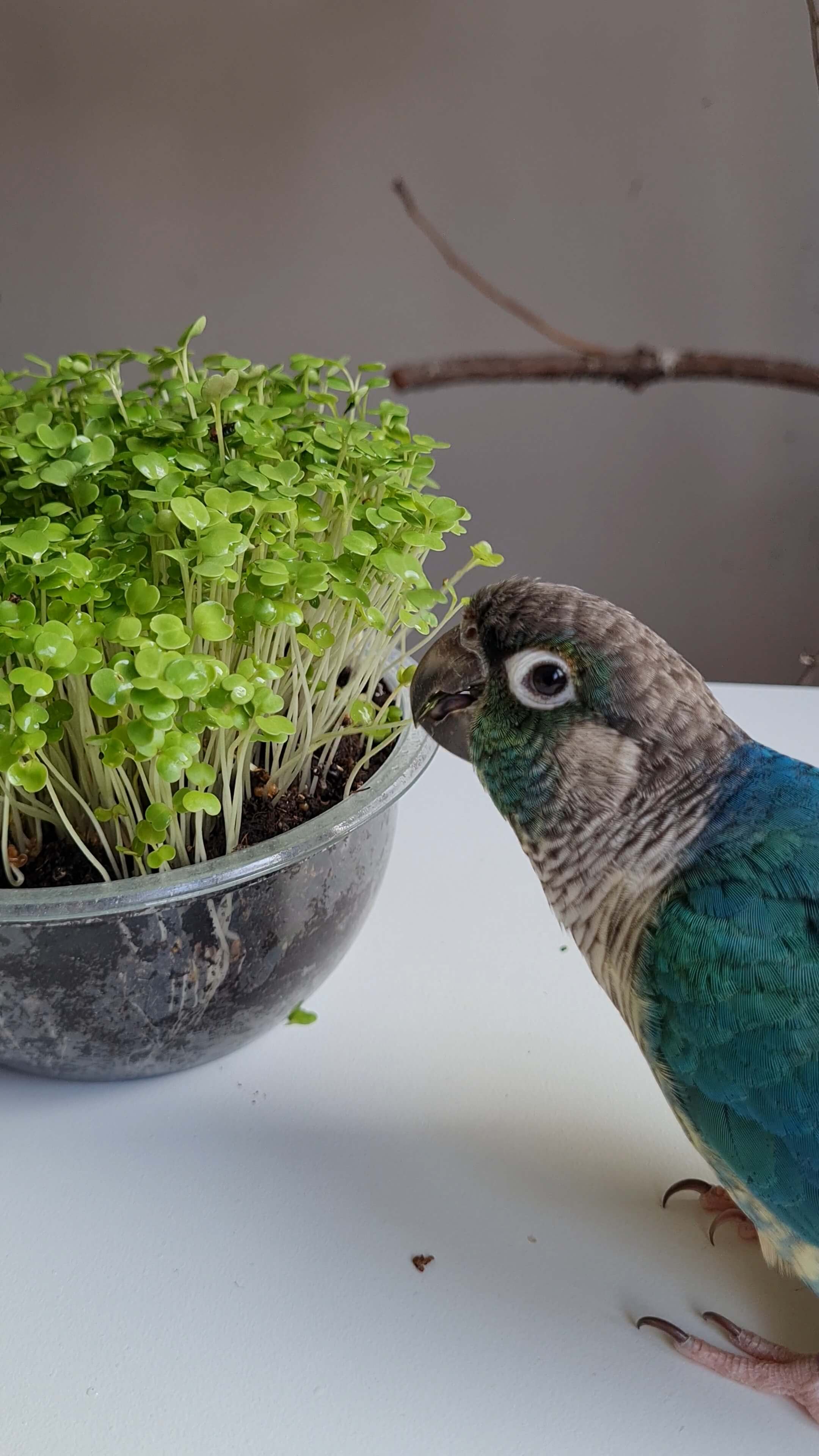 microgreens foto tiny